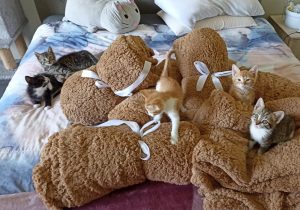 Paw Sewa
